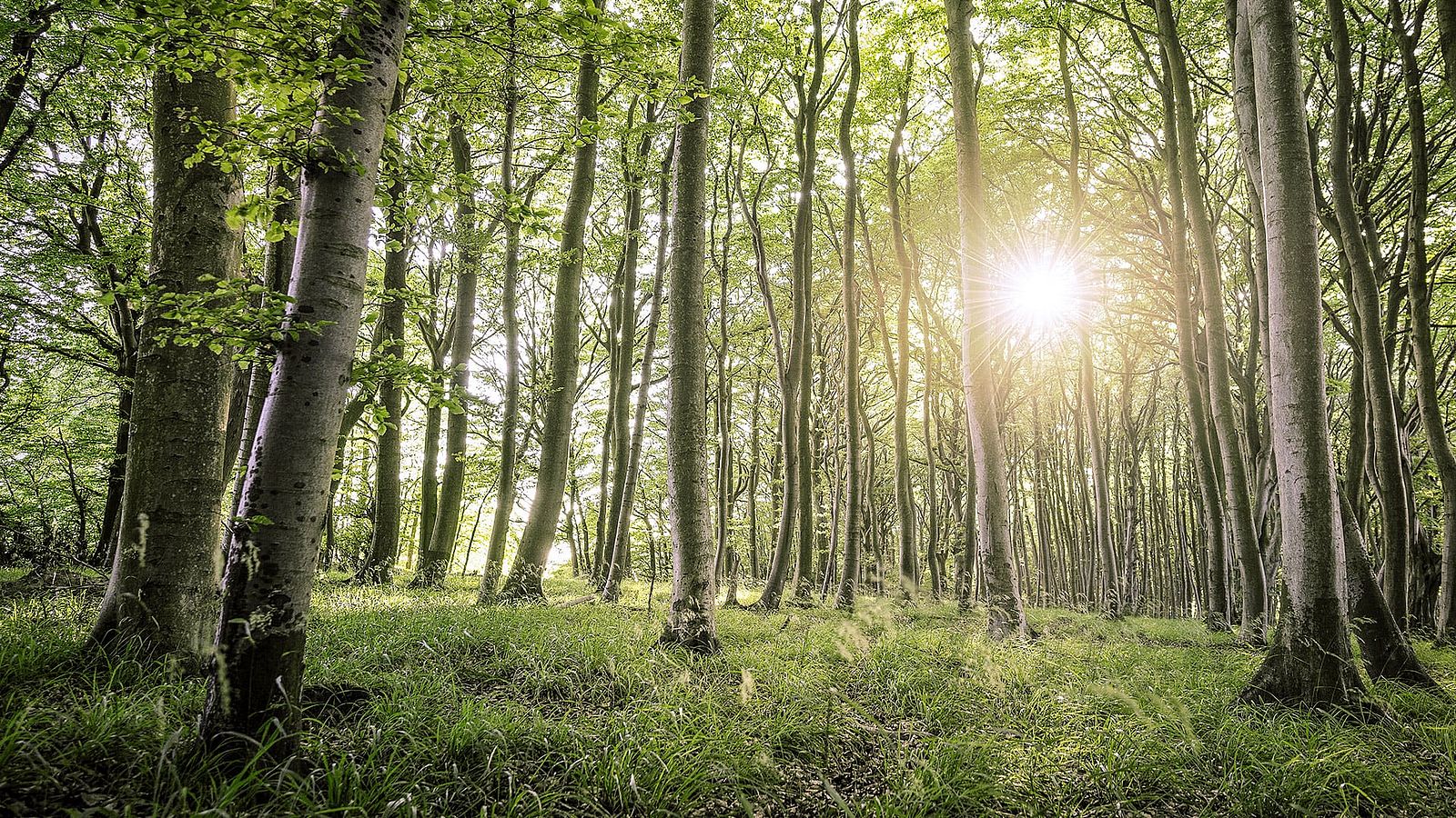 Ein Wald mit Bäumen und Grass im Sonnenlicht.